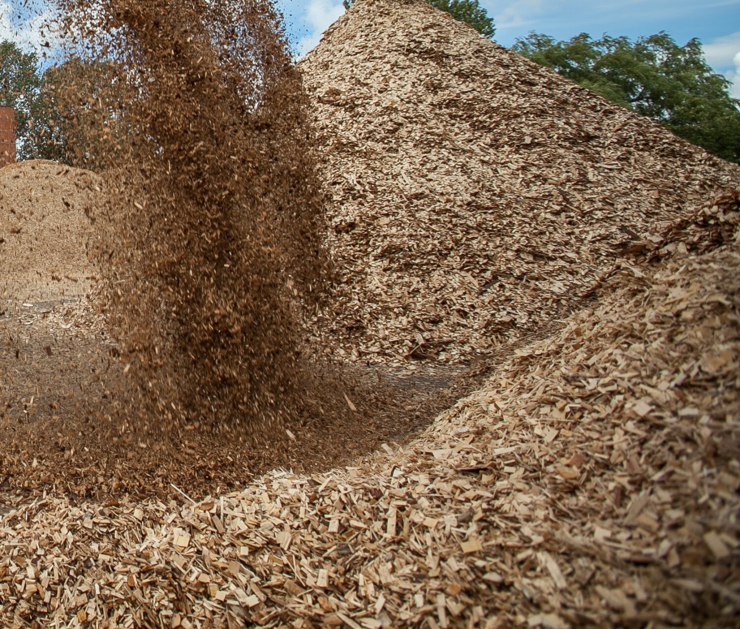 Wood chips for cellulose 